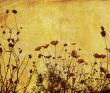 old-fashioned flower
