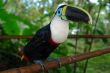 amazonian rain forest toucan
