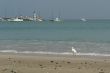 ecuadorian white heron