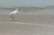 ecuadorian white heron