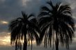 the palm trees on the sunset