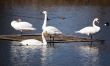 swans