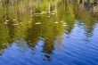 Reflection of a wood in lake