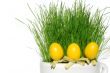 Grass and eggs