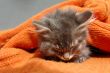 the kitten