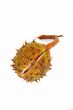 cracked chestnut cupule isolated