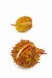 spiky cupule