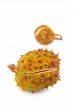 cupule isolated