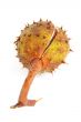 cracked cupule with stem