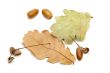 acorn