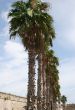 Row of Palms