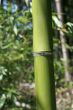 Green Bamboo