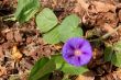 Purple Flower