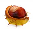 chestnut on white