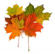 group of maple leaves