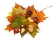 maple leaves and chestnuts #2