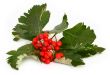 rowan berries