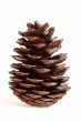 Cedar cone