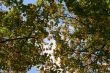 Colorful maple leaves on branches on sky background