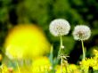 Dandelions
