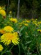 Dandelions