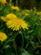Dandelions