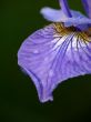 Blossoming iris