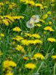 Dandelions