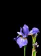 Blossoming iris