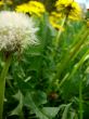 Dandelions