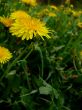 Dandelions