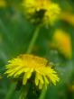 Dandelions