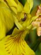 Blossoming iris