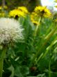 Dandelions