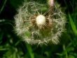 blowball  Dandelions