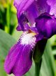 Blossoming iris
