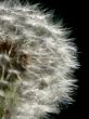 blowball