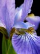 Blossoming iris