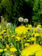 Dandelions