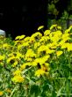 Dandelions
