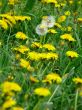 Dandelions
