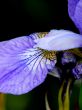 Blossoming iris