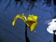 Blossoming iris