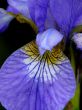 Blossoming iris