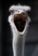 ostrich with open mouth screaming
