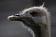 portrait of the ostrich