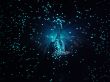 Blue fibre optic starburst