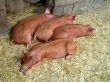 sleeping pigs in barn