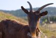 brown goat