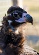 Black vulture